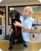 Dr. med. vet. Annette Fuchs