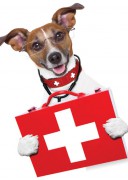 Tierarzt Mannheim Tierarztpraxis Fuchs Erste Hilfe Kurs Hund