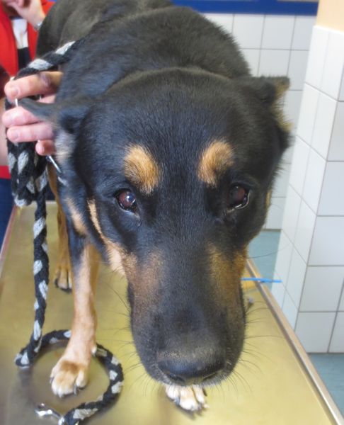 Tierarzt_Mannheim_008