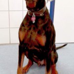 Tierarzt_Mannheim_Hund_Behandlungszimmer_Feb_2016