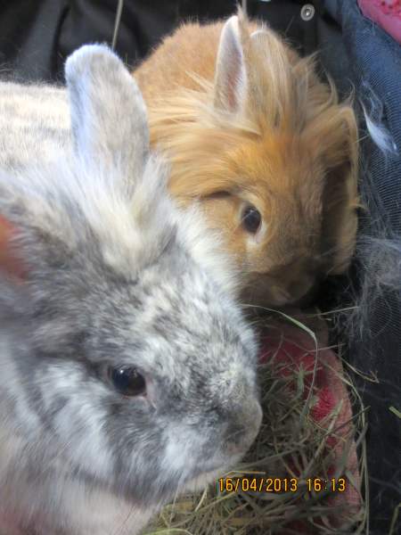 Tierarzt_Mannheim_Patienten_001