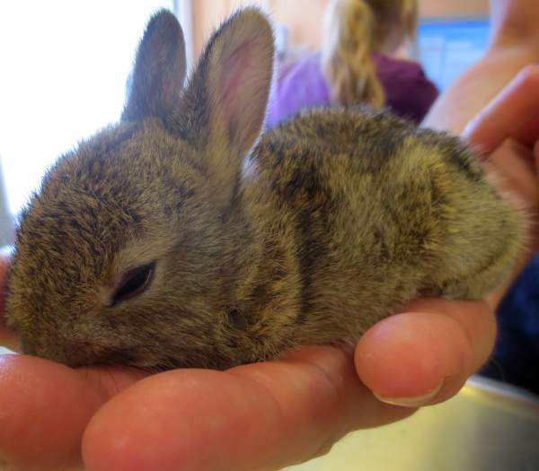 Tierarzt_Mannheim_Patienten_002