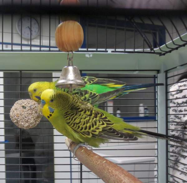 Tierarzt_Mannheim_Patienten_004