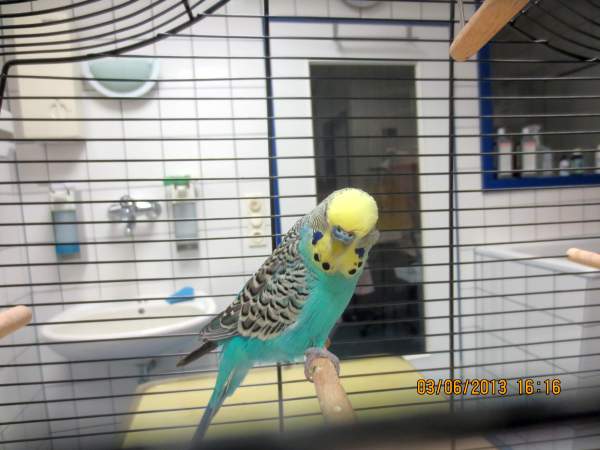 Tierarzt_Mannheim_Patienten_007